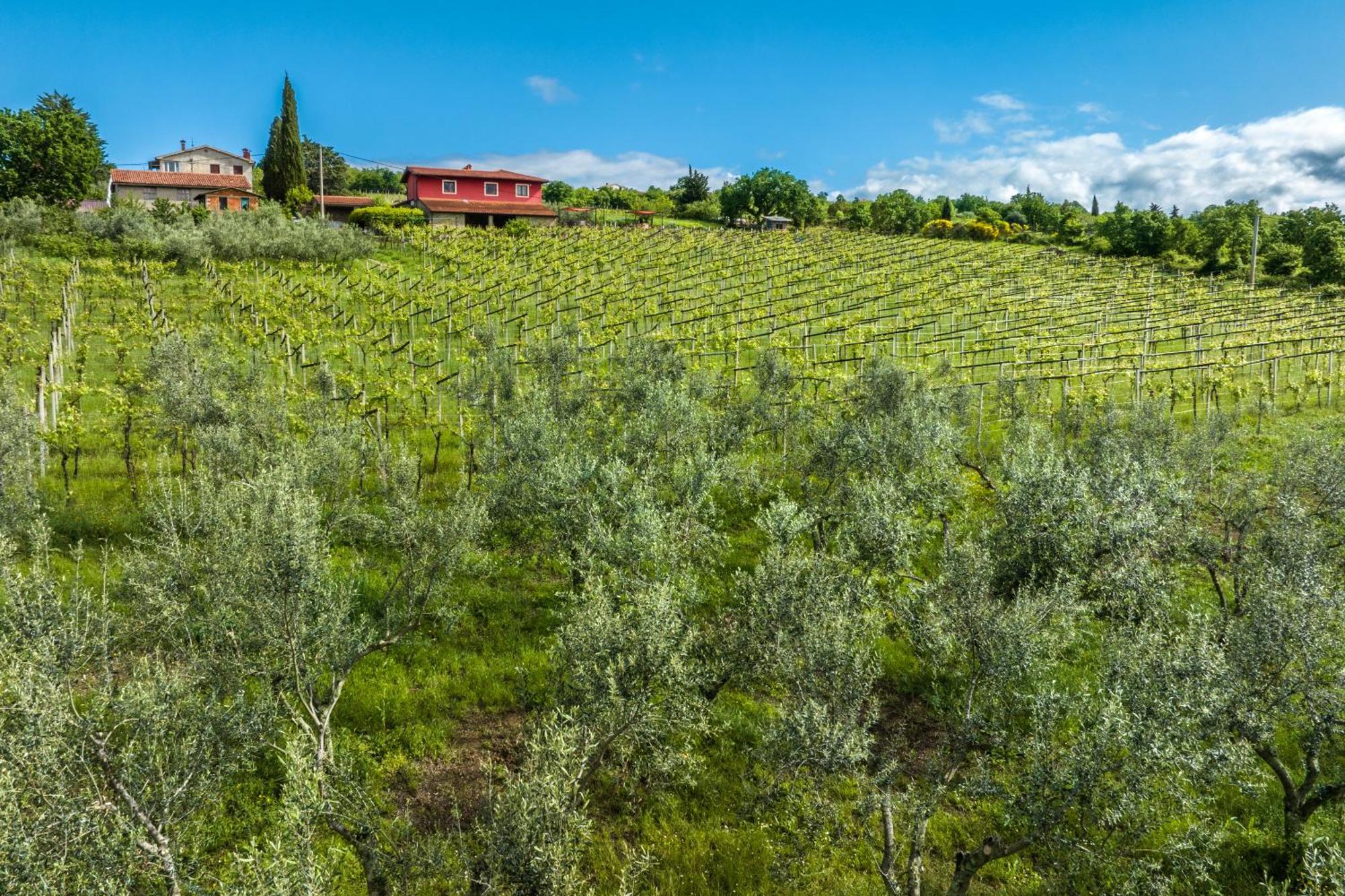 Touristfarm - Apartments "Red Fairytale" Marezige Zewnętrze zdjęcie